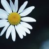 Цветы на рабочий стол