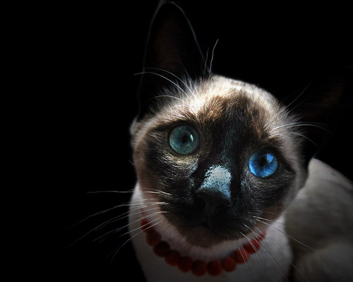 Кошки