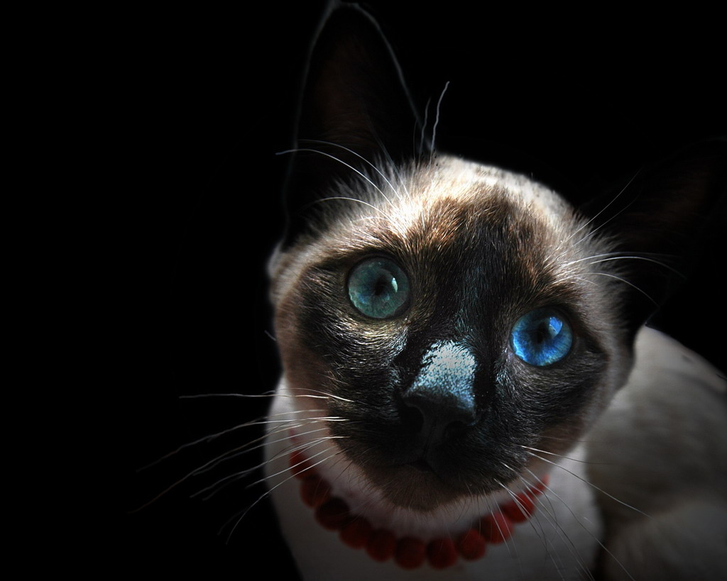 Кошки