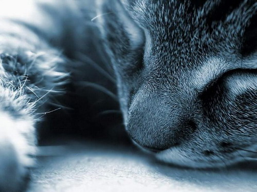 Кошки