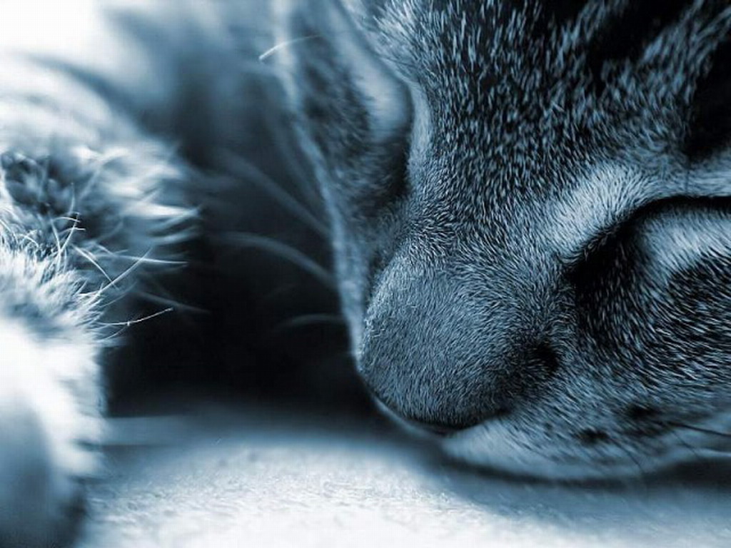 Кошки