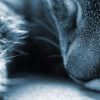 Кошки