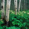 Цвета осени
