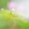 Красивая природа для рабочего стола