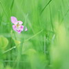 Красивая природа для рабочего стола