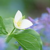 Красивая природа для рабочего стола