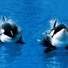 Подводные обои