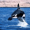 Подводные обои