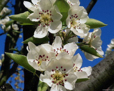 Цветы на рабочий стол