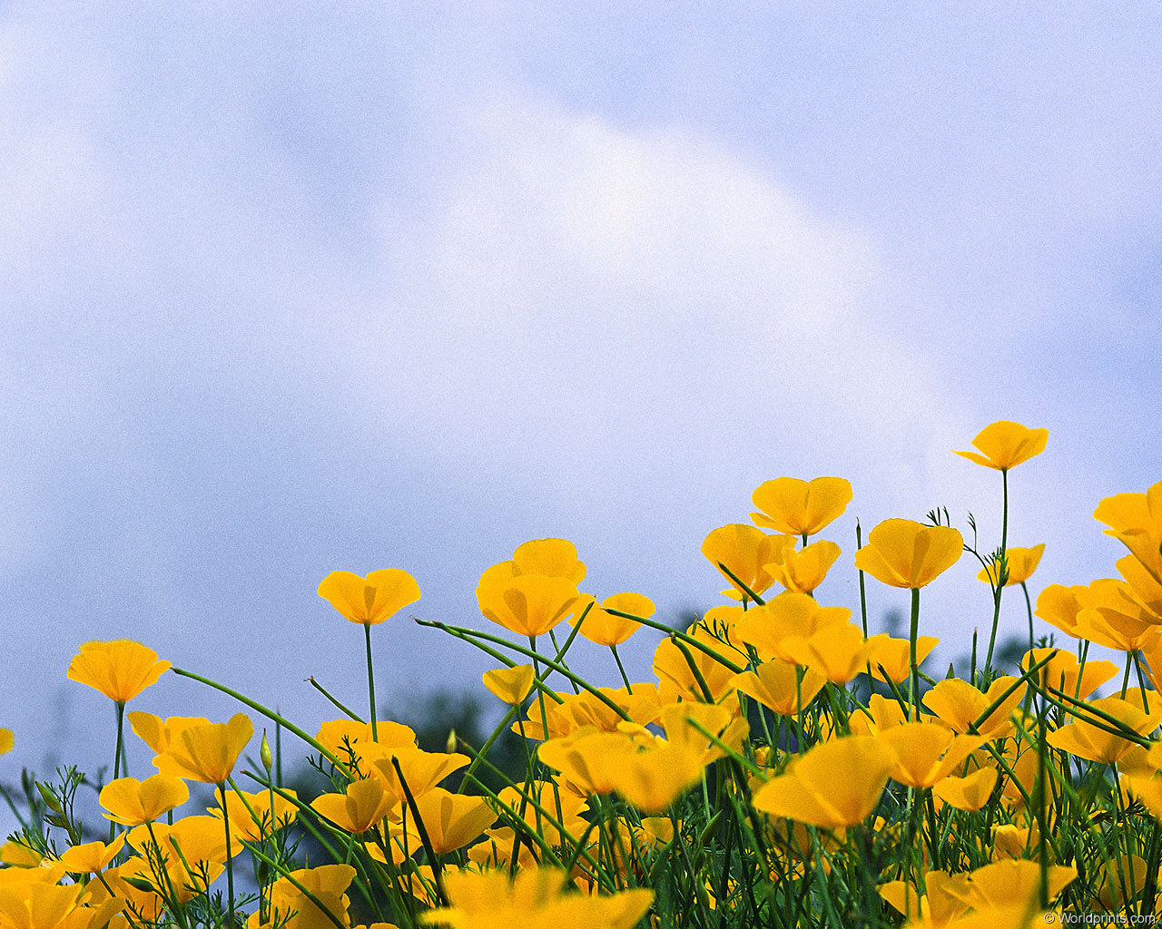 Цветы на рабочий стол