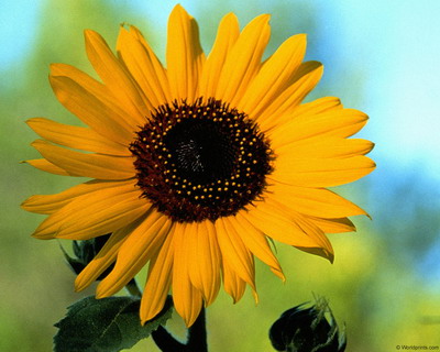 Цветы на рабочий стол