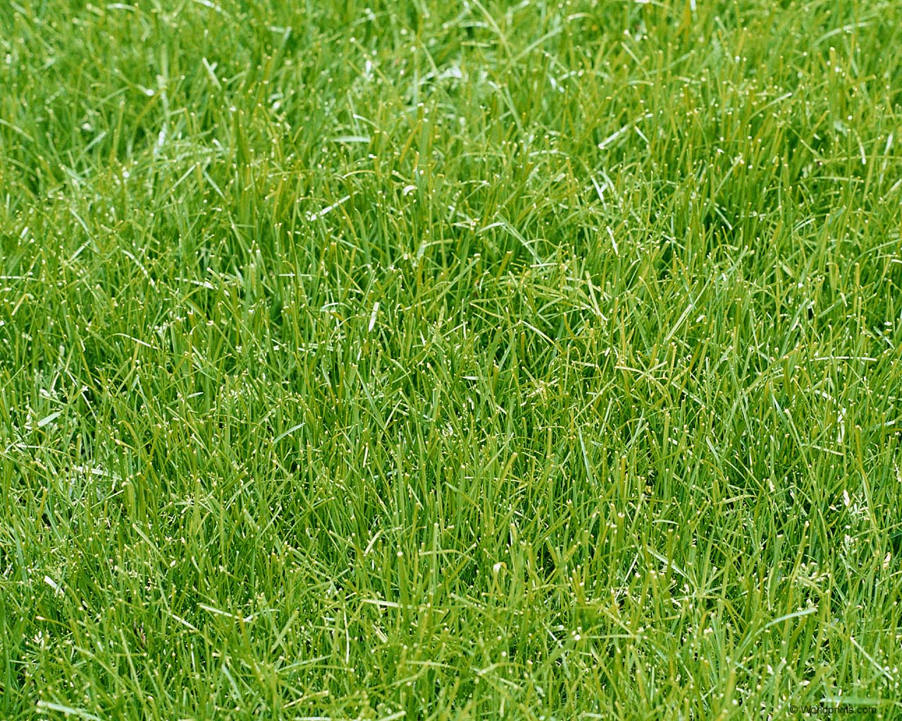 Красота на рабочий стол