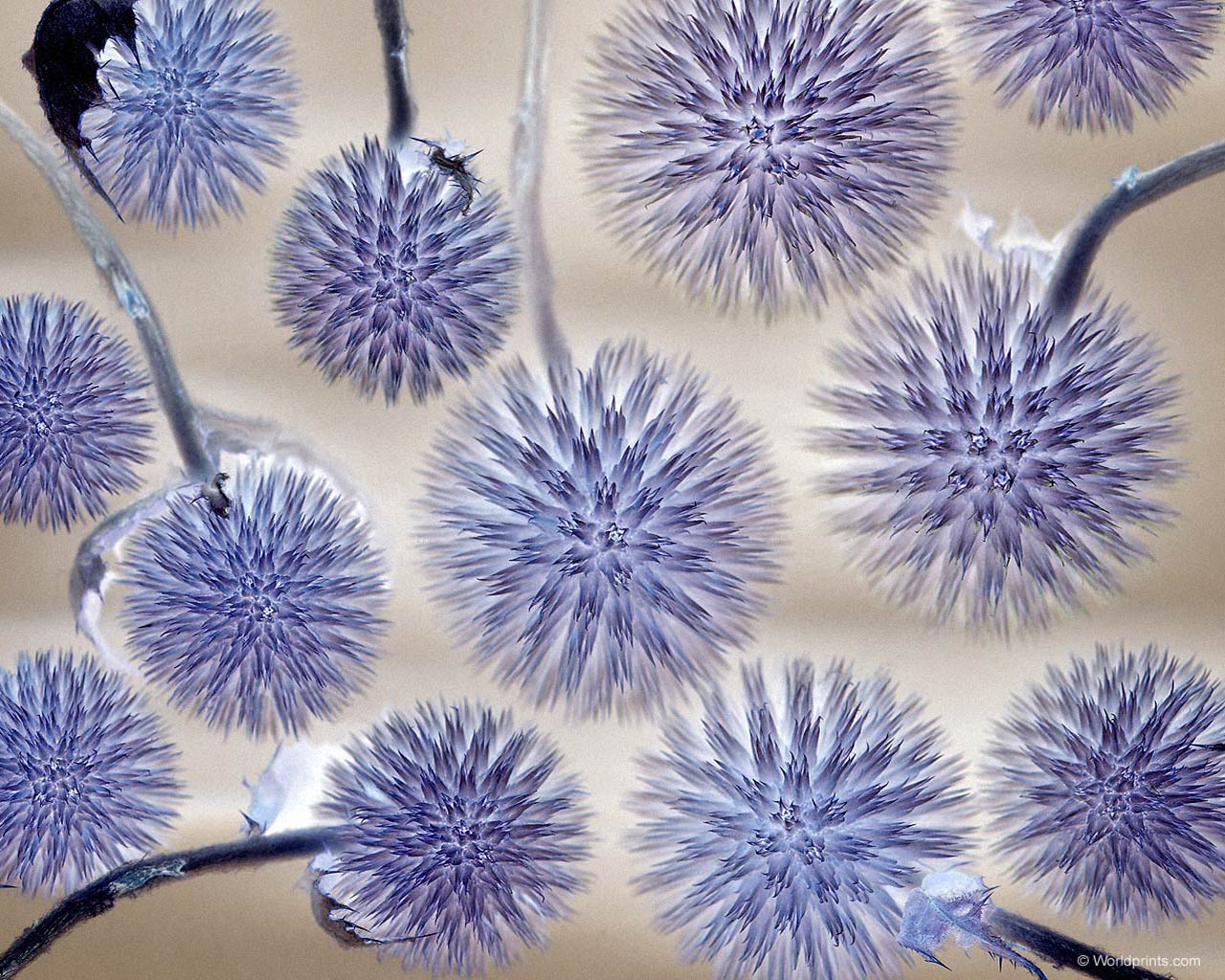 Красота на рабочий стол