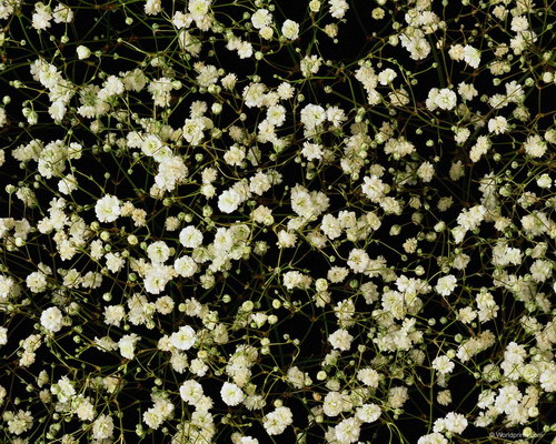 Обои на 8 марта