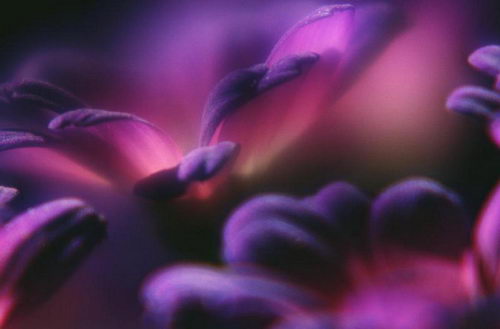 Цветы на рабочий стол