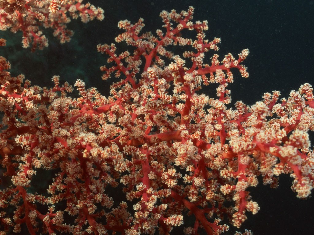 Подводный мир