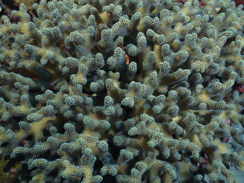 Подводный мир