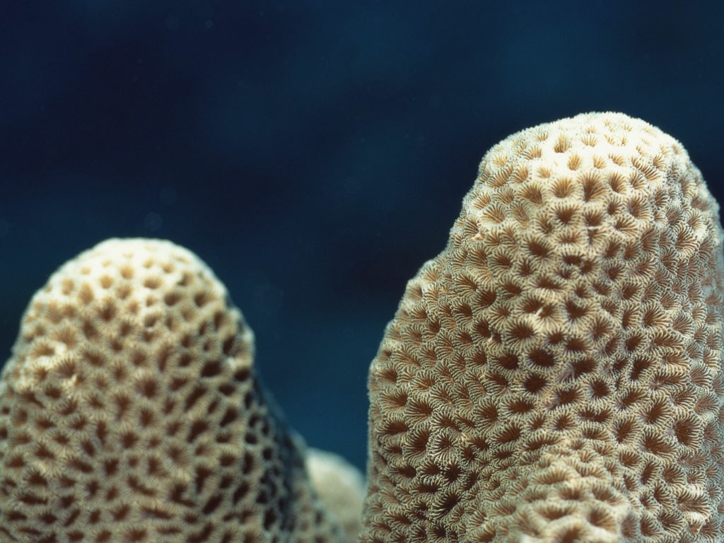 Подводный мир