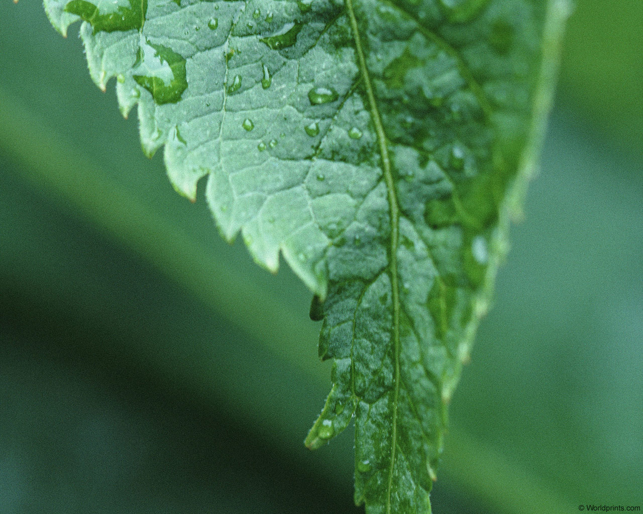 Природа на рабочий стол