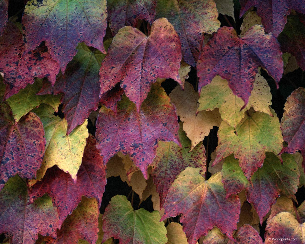 Природа на рабочий стол