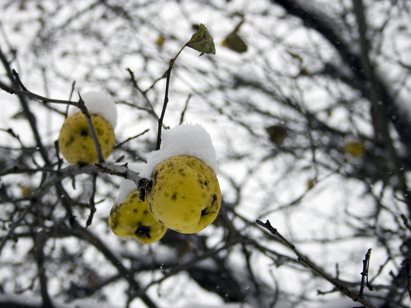 Зима красавица