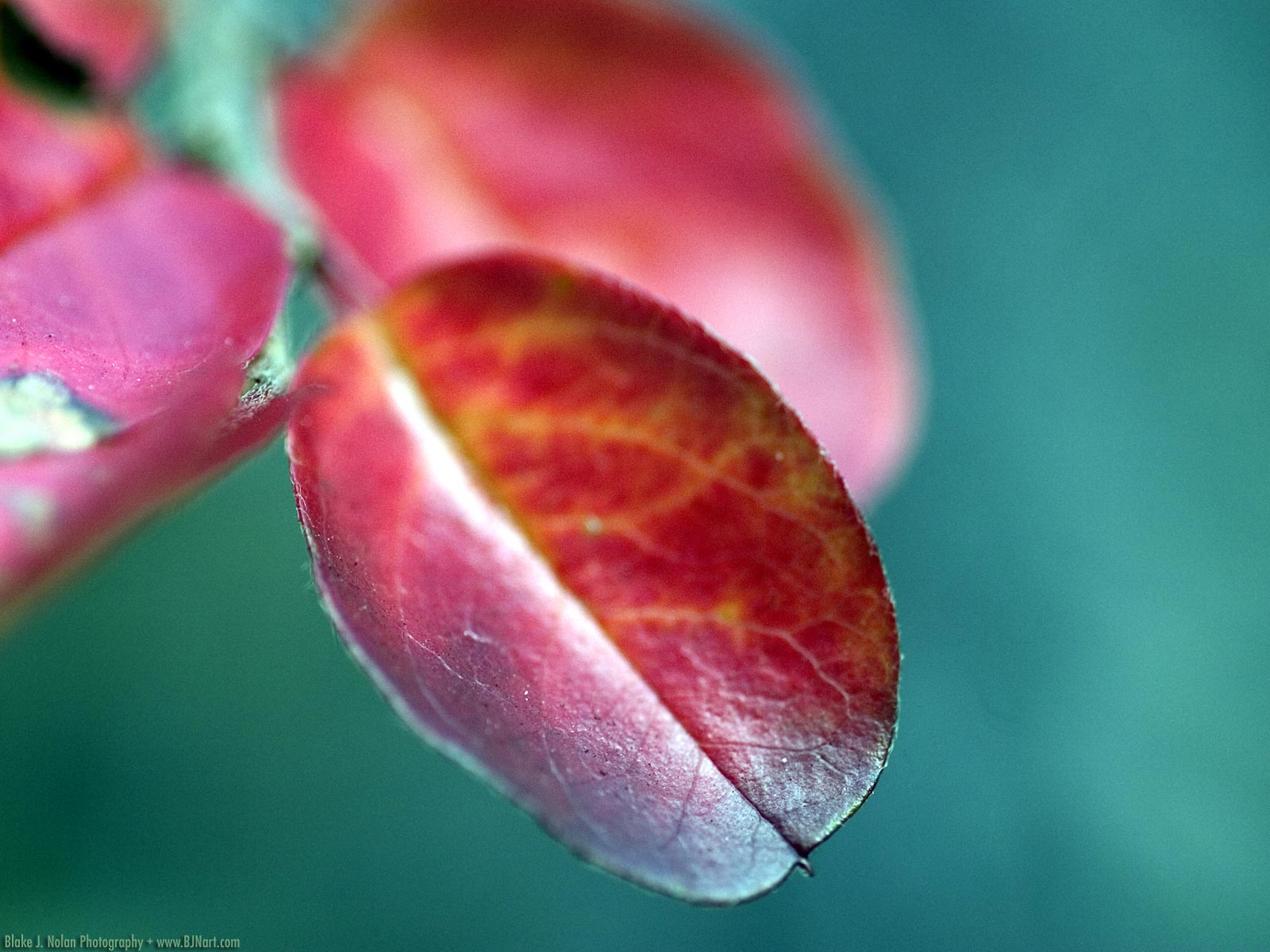 Коллекция лето - осень