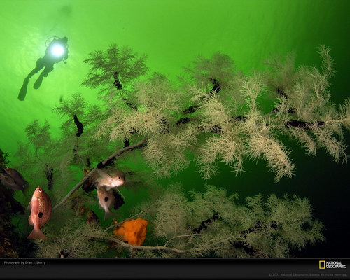 Подводный мир