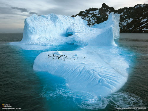 огромная льдина с пингвинами