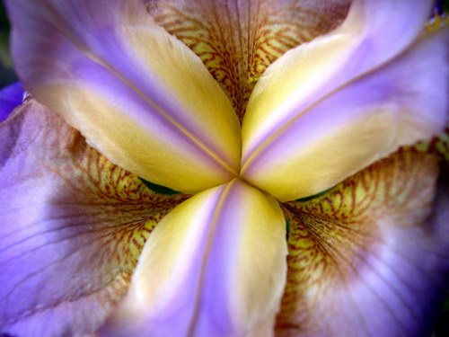 Цветы и не только