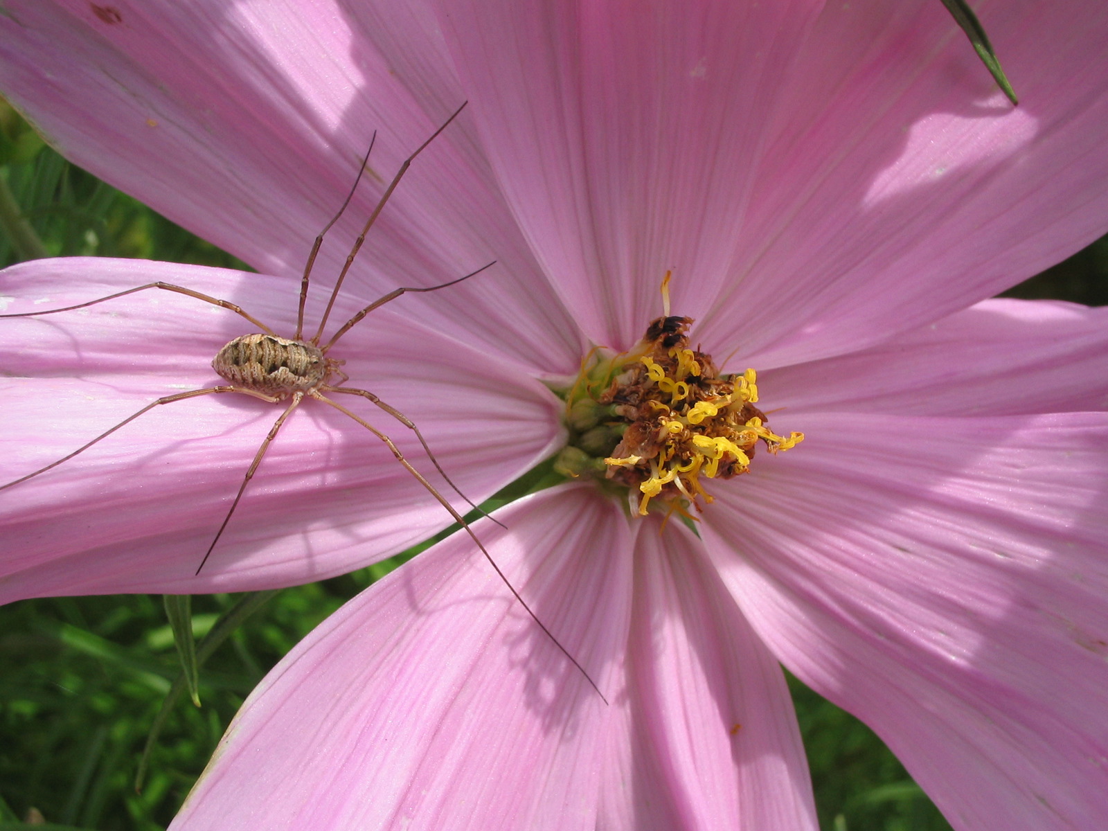 Цветы и не только
