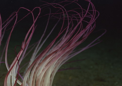 Подводный мир