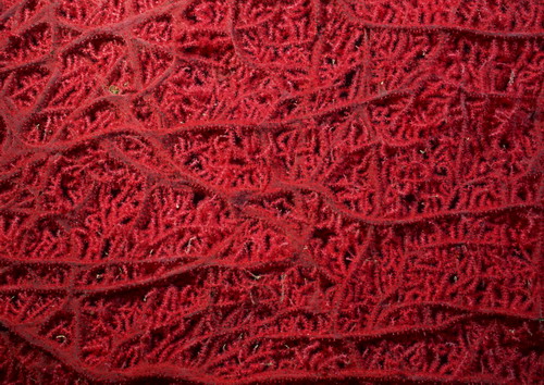 Подводный мир