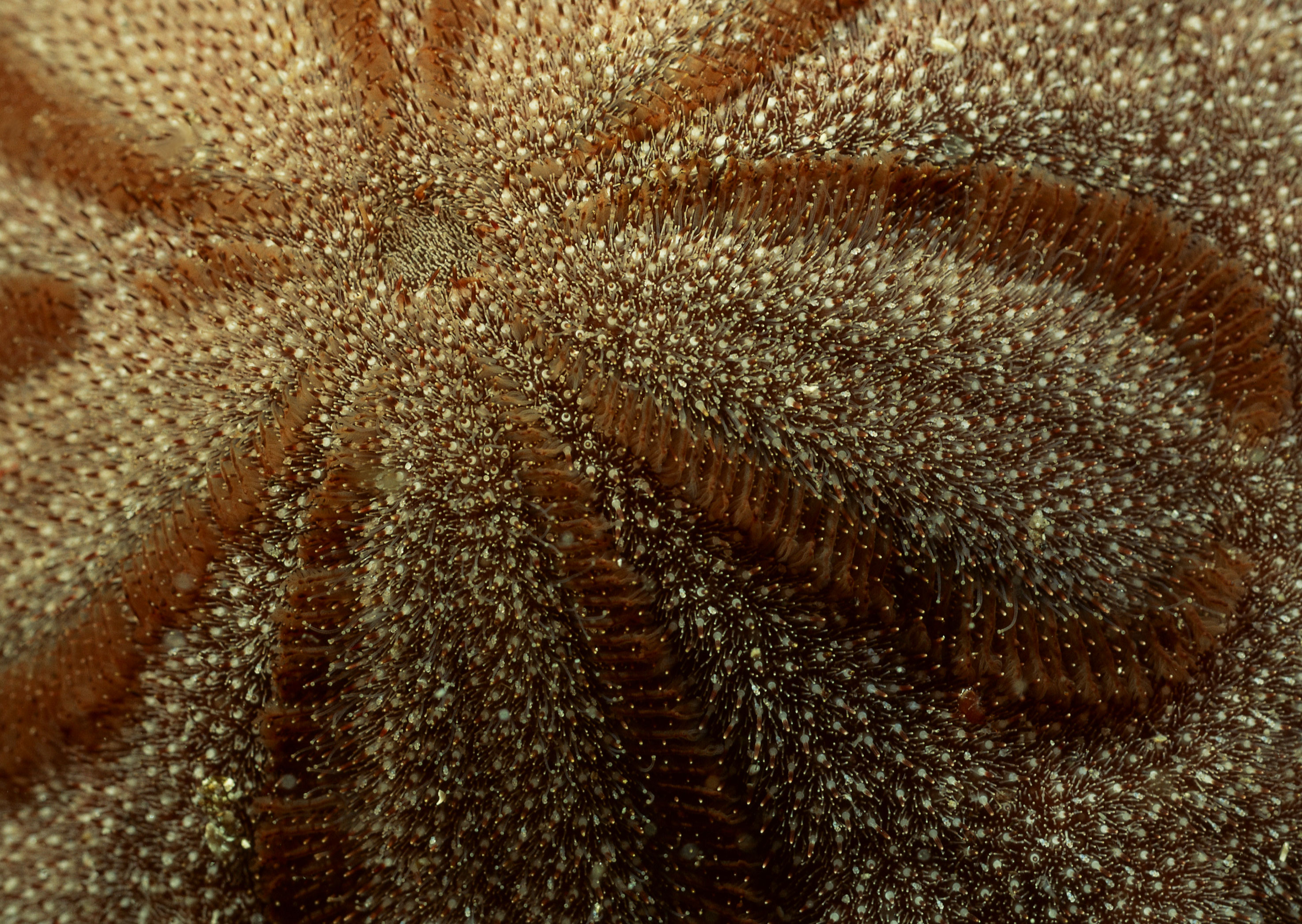 Подводный мир