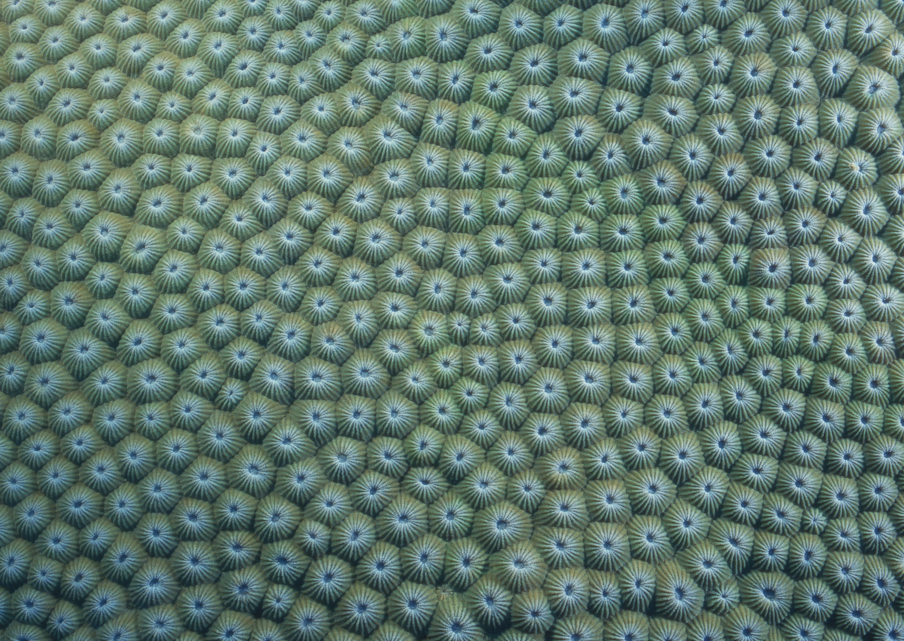 Подводный мир